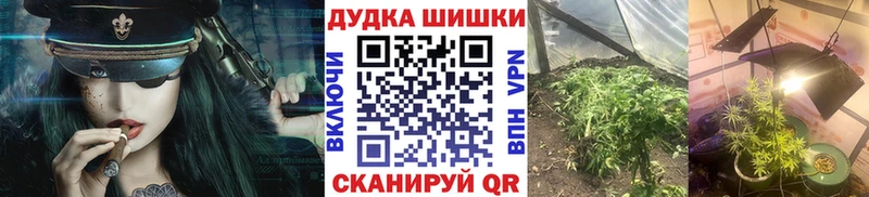 Конопля сатива  Южно-Сухокумск 